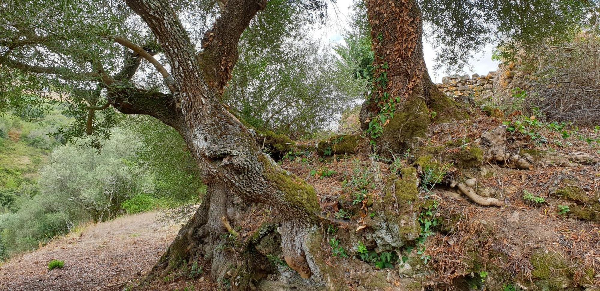 Casa Das Janelinhas - Cottage Near Sintra, Mafra, Ericeira Luaran gambar